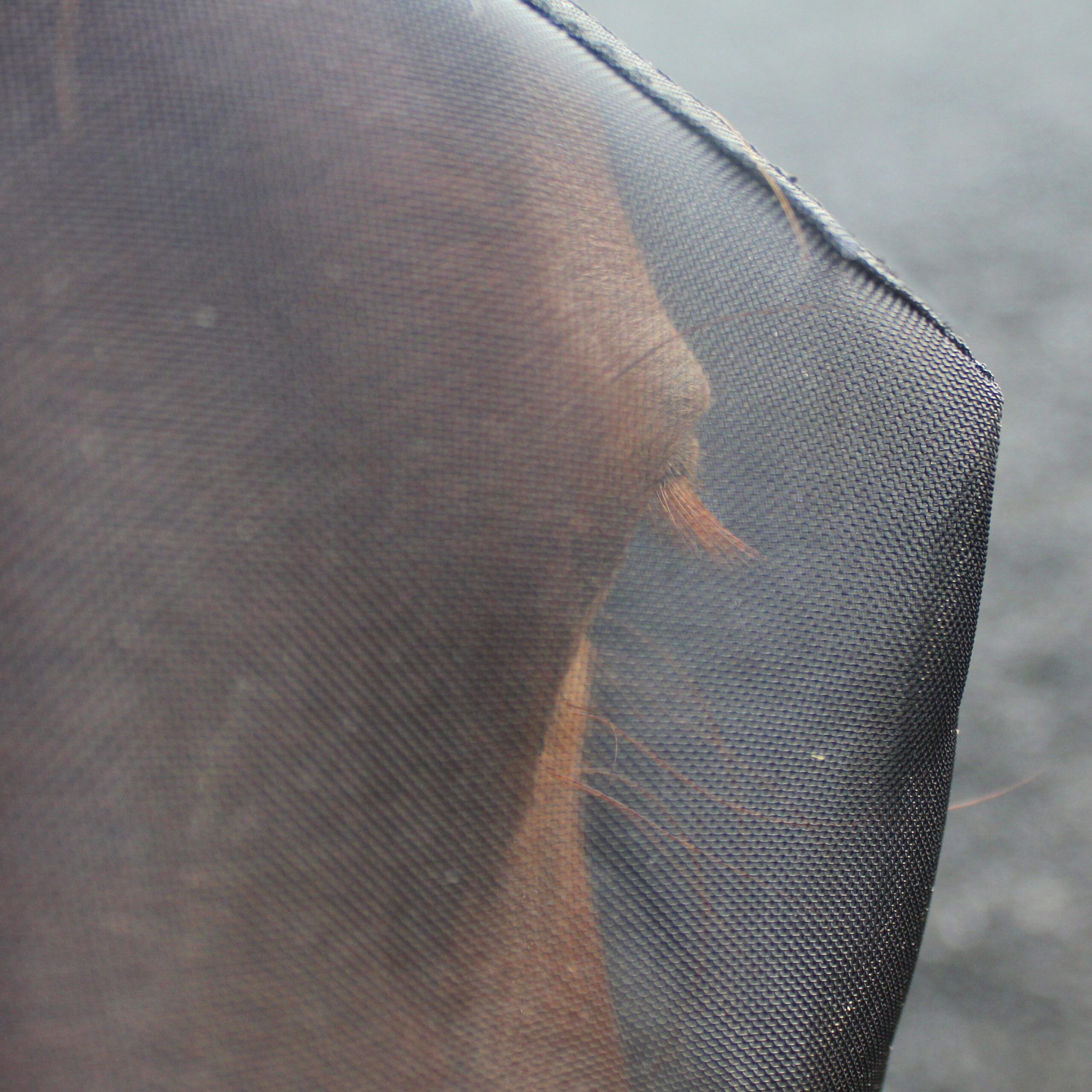 Woof Wear UV FLY MASK WITHOUT EARS sizes Small, Medium and Large - Image 2